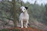 JACK RUSSEL 258